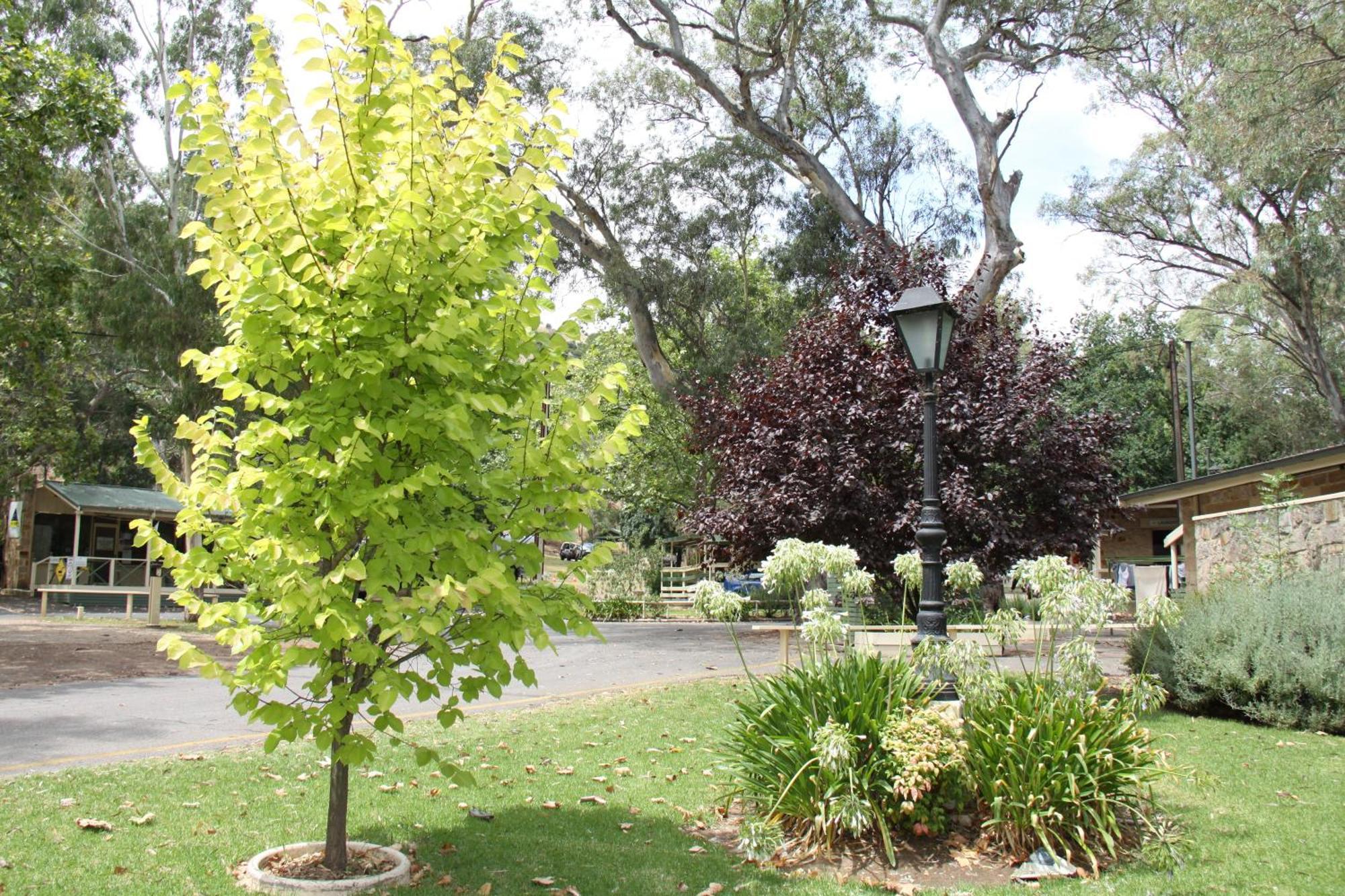 מלון Adelaide Brownhill Creek Tourist Park מראה חיצוני תמונה